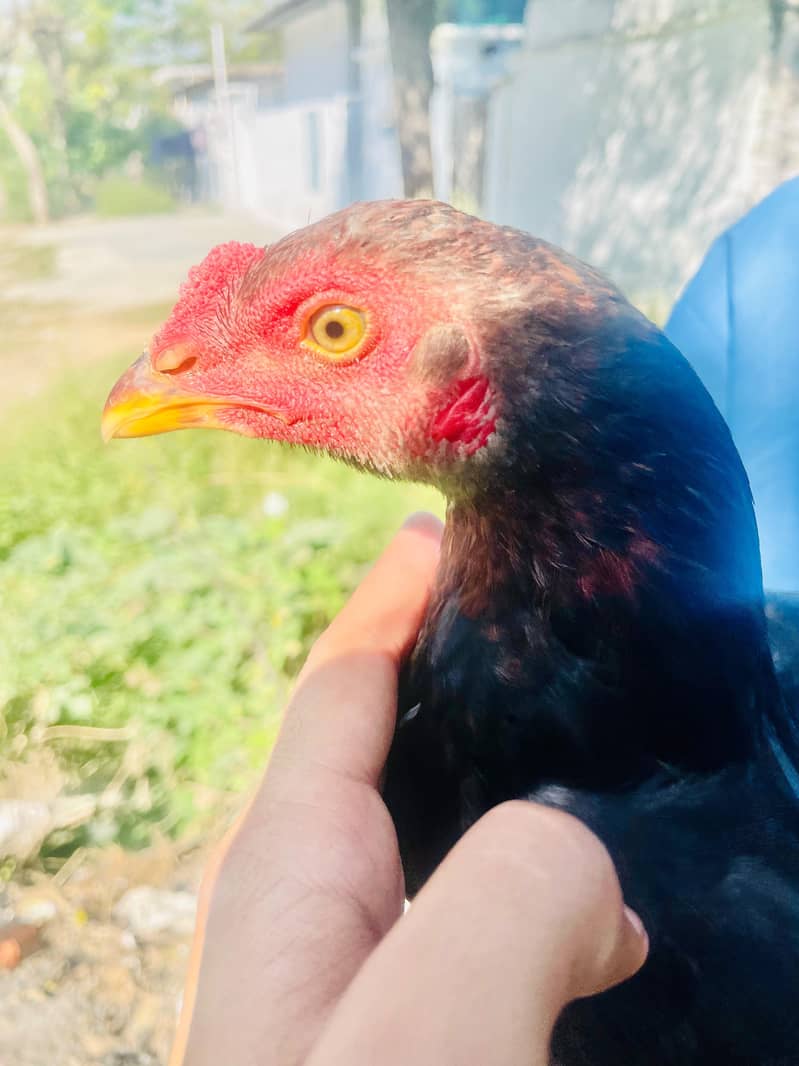 Pathay  For Sale 2
