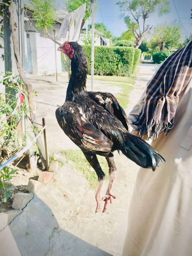 Pathay  For Sale 4