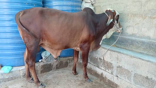 Sahiwaal and friesian Bull For 2k27 Qurbani
