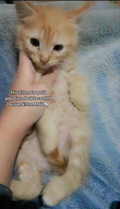 Golden Persian male kitten