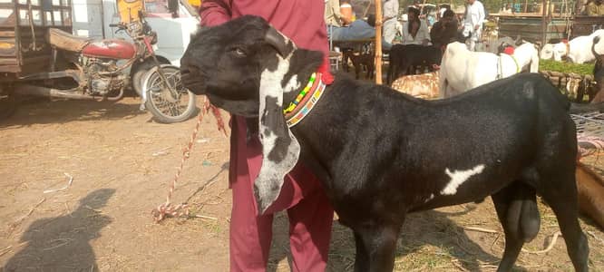 goat 0.30. 08044.562