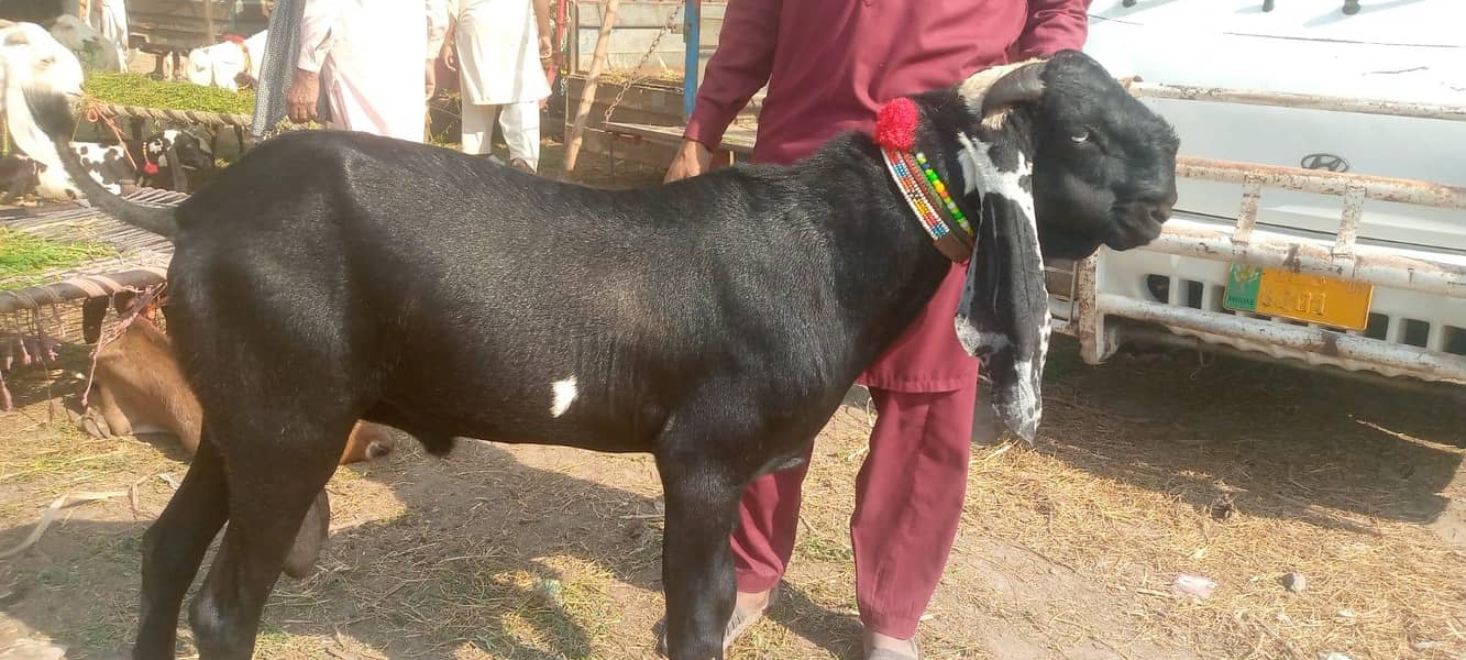 goat 0.30. 08044.562 1