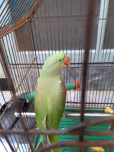 Pahari parrot for sell