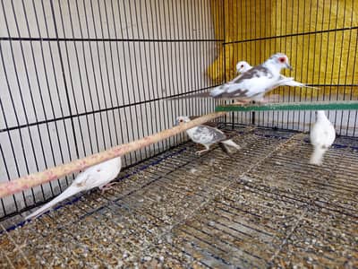 pied doves