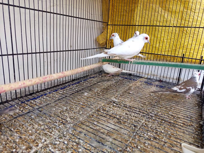 pied doves 1