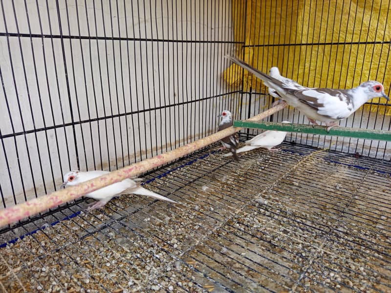 pied doves 2