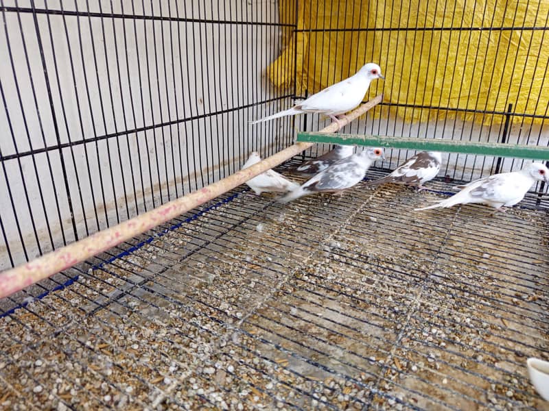 pied doves 3