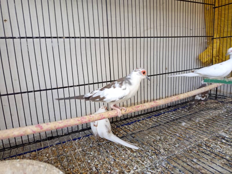 pied doves 5