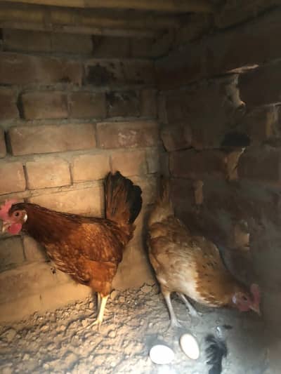 female or male
