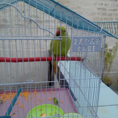 raw toota for sale umar sal sy uper