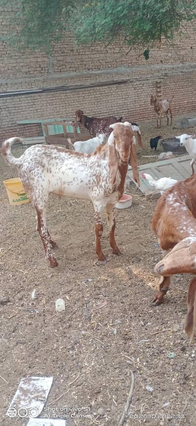 makhi cheni bakriya bakry 03060163008