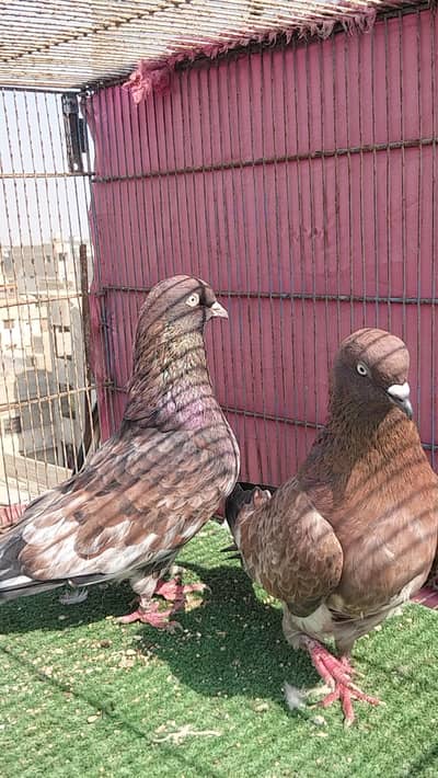 highflyer indian breed