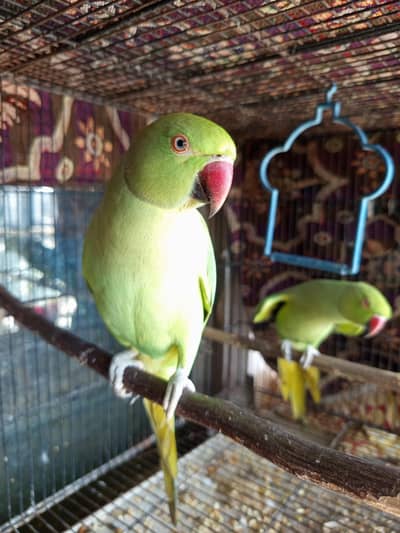 Healthy & Beautiful Green Ringneck Parrots Available