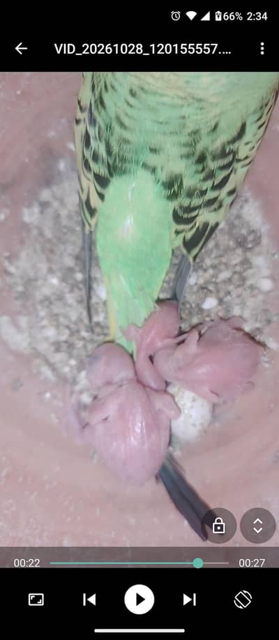 budgies chicks and conure chick