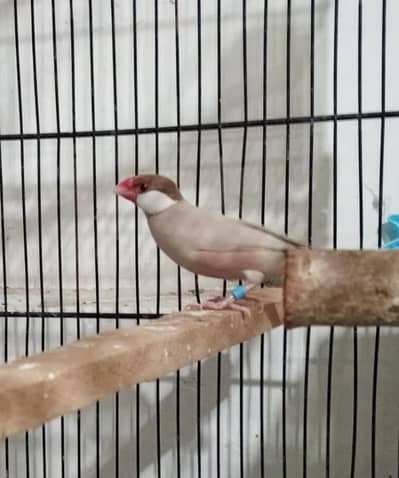 Fawn Java Darkhead Male