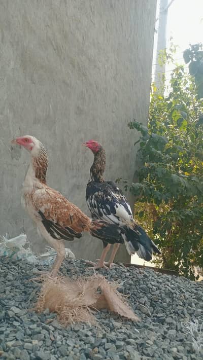 Pure Aseel breed