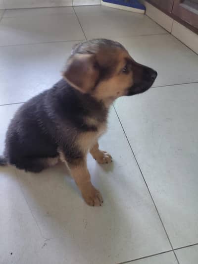 German Shepherd Puppy