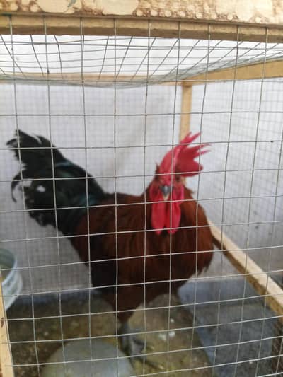 Healthy Desi Rooster for Sale
