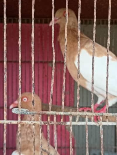 kasni male and Makpai 2 males zarad