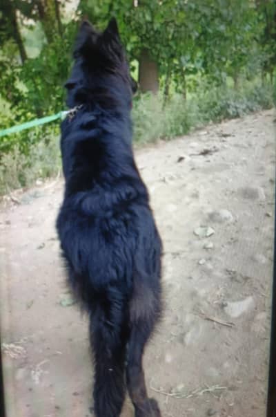 black long cort gsd female for new home breedar