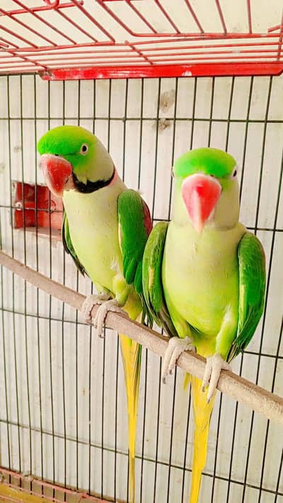 for sale row parrot confirm breeder
