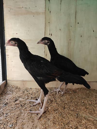Rooster's for sale