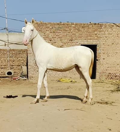 pure ravi breed