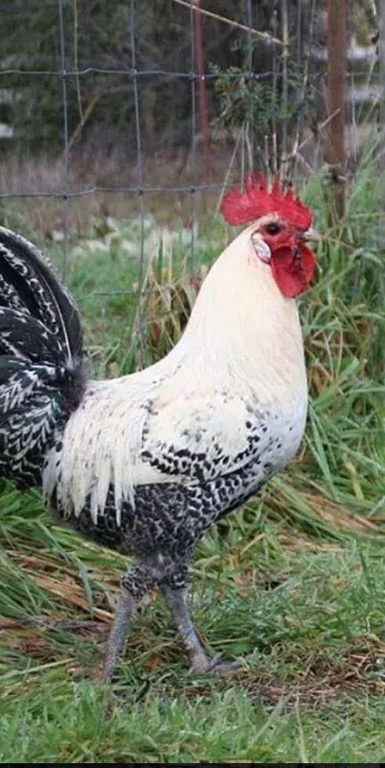 cock. 0