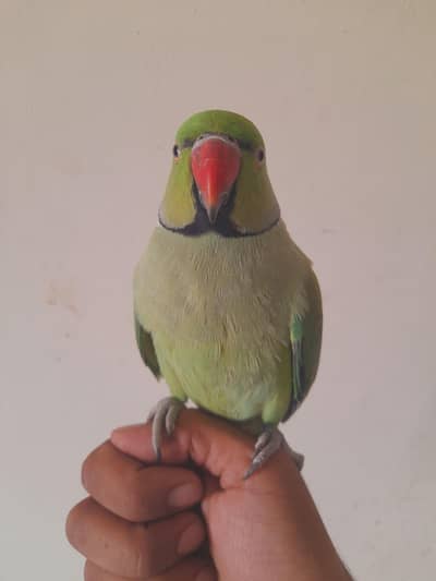 hand tame mitho male