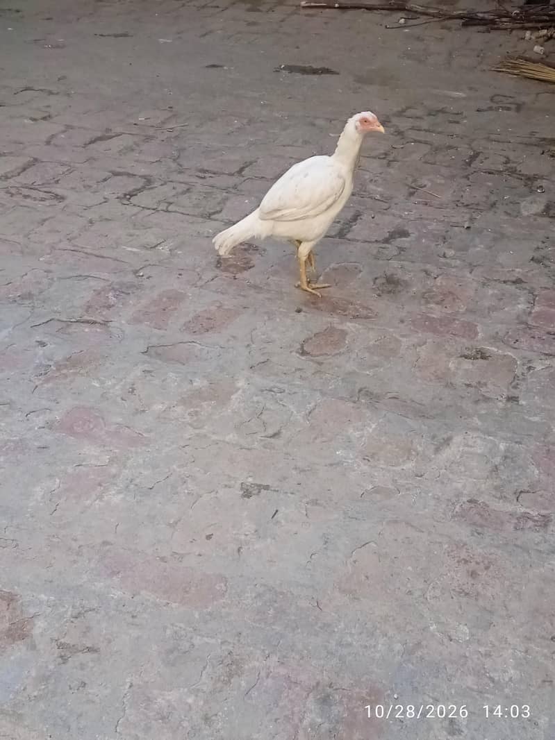 اچھی مرغی ہے 1