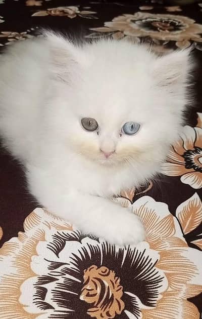 Triple coat femalel kitten odd eyes