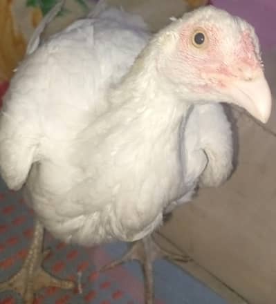 Pure White Aseel Murga