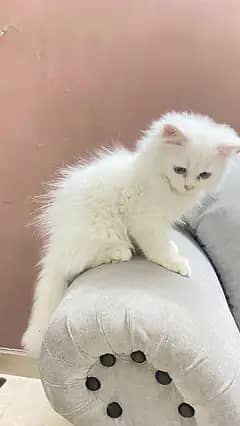 good quality triple coat extreme coat kitten and cat avalible