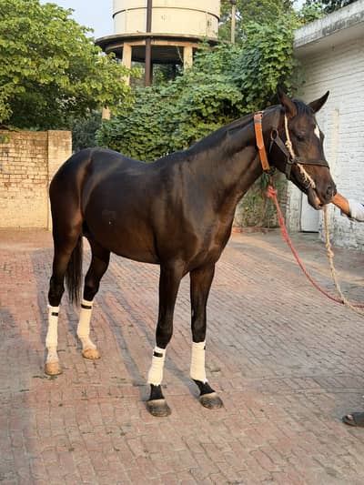 Black colt