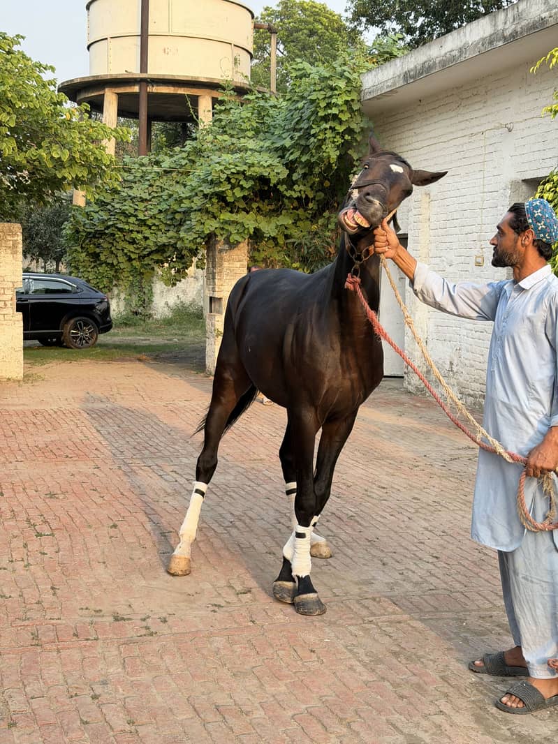 Black colt 1