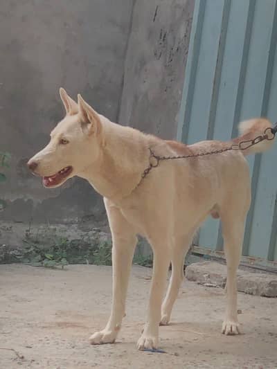German & Husky Cross