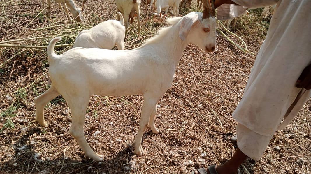 bakra 0