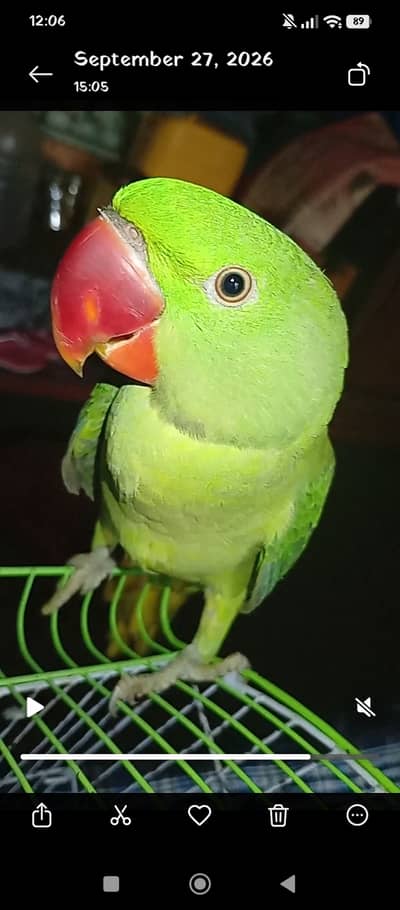 Raw parrot Confirm male for sale