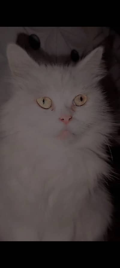 Persian Female Cat