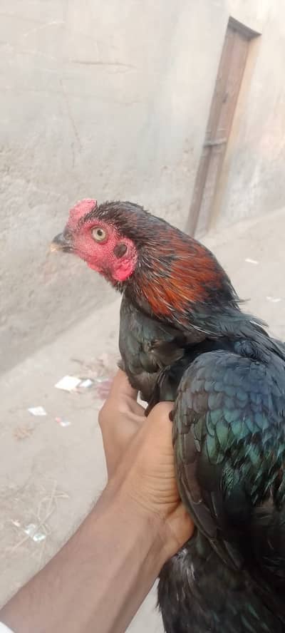 Aseel murga