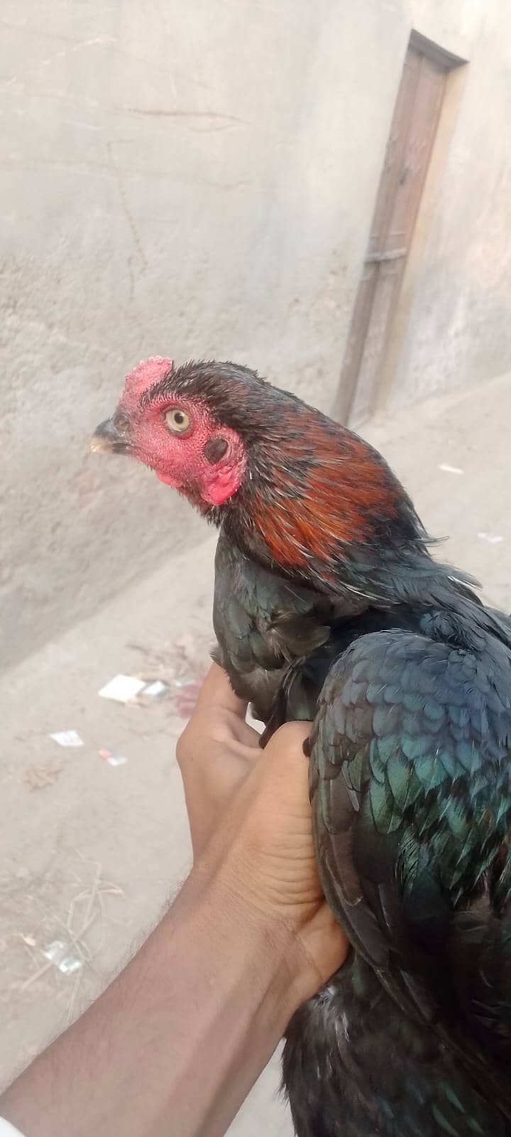 Aseel murga 0