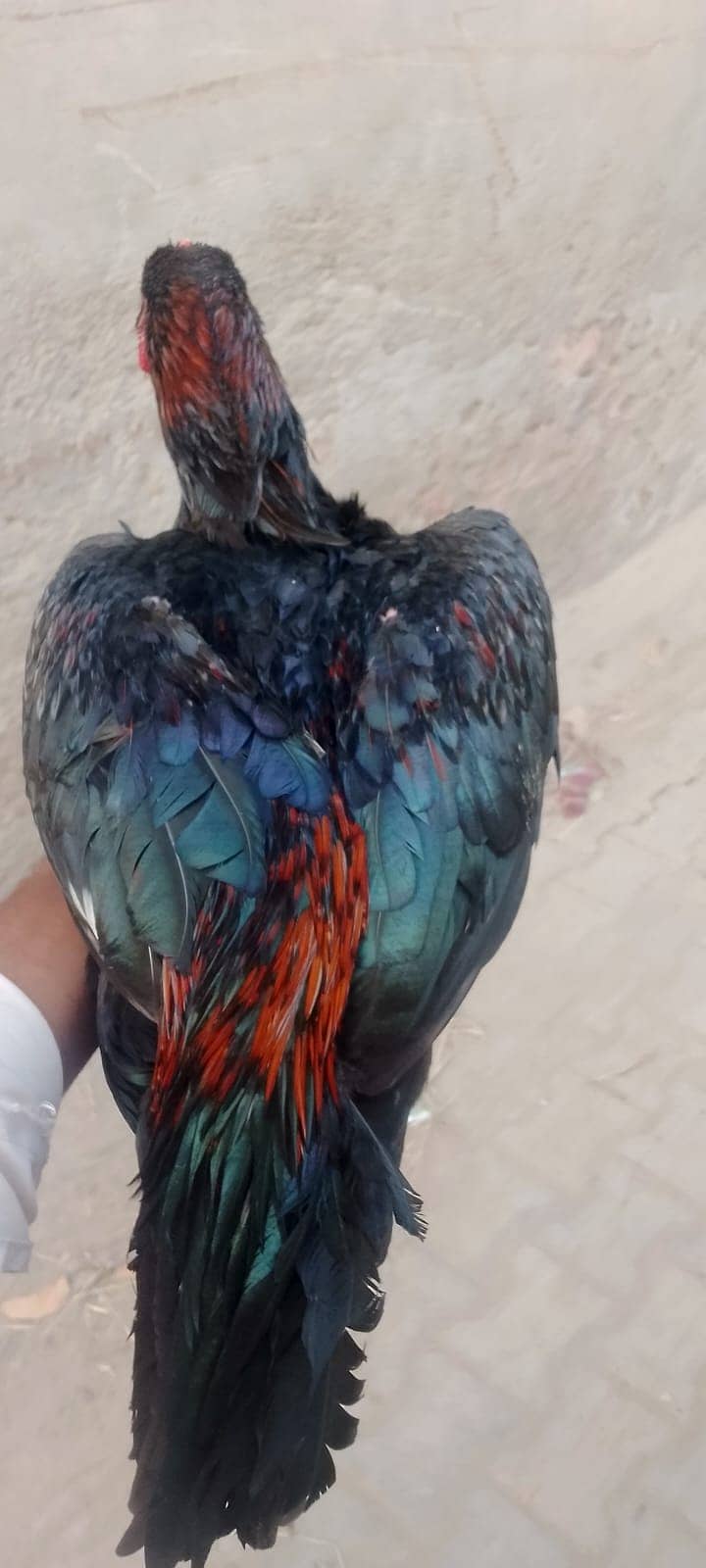 Aseel murga 3