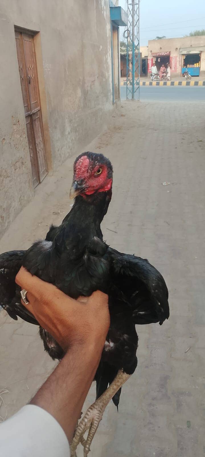 Aseel murga 5