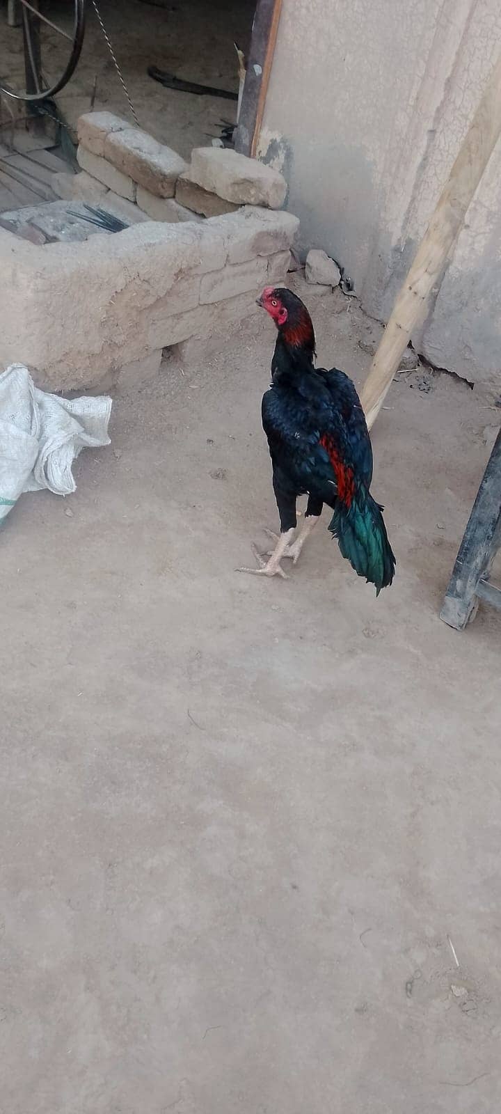 Aseel murga 8