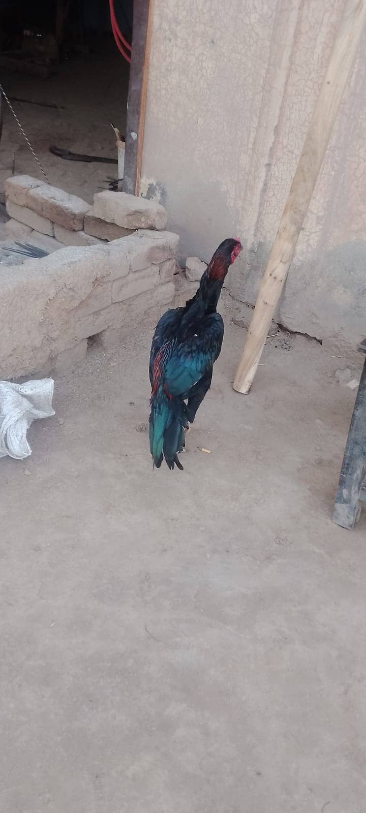 Aseel murga 9