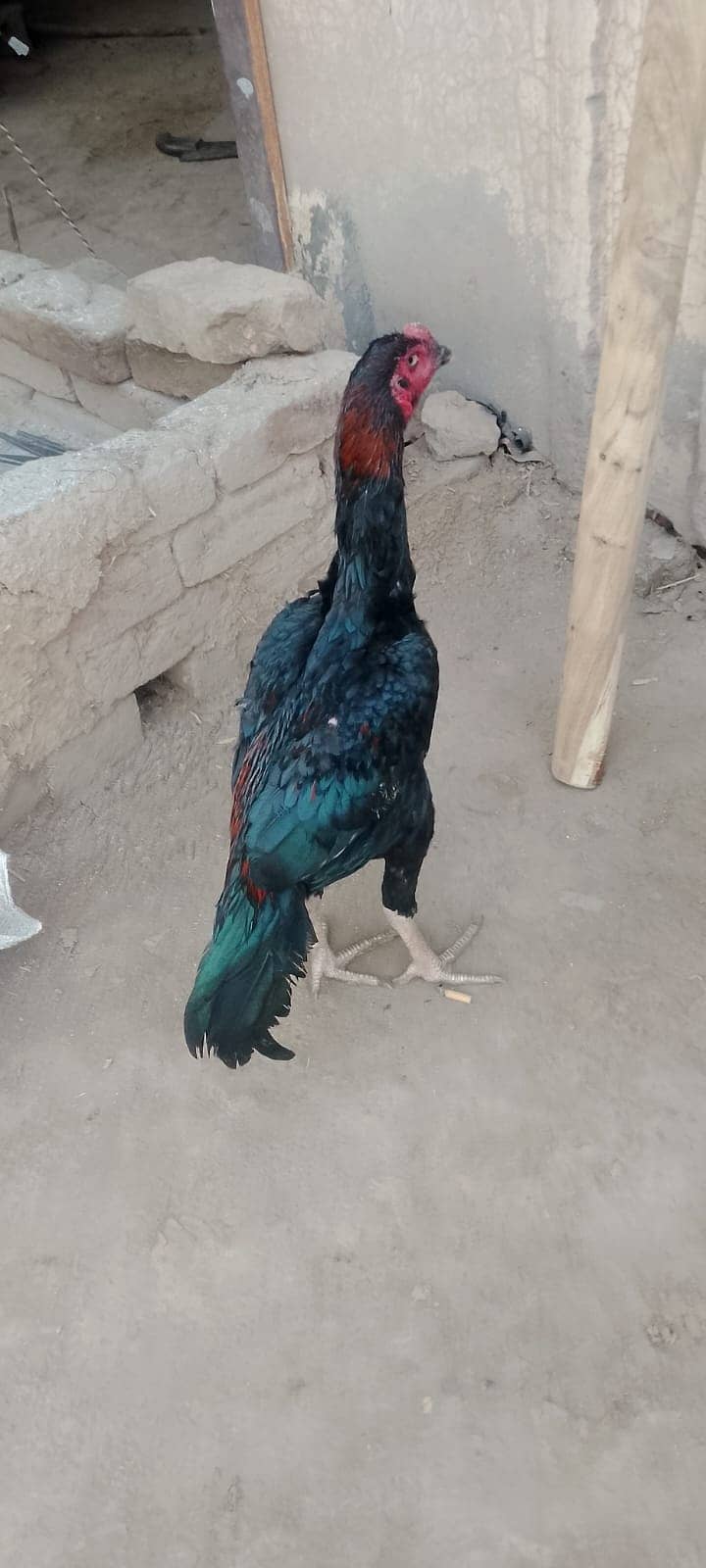 Aseel murga 10