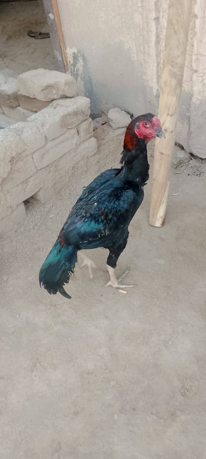 Aseel murga 11