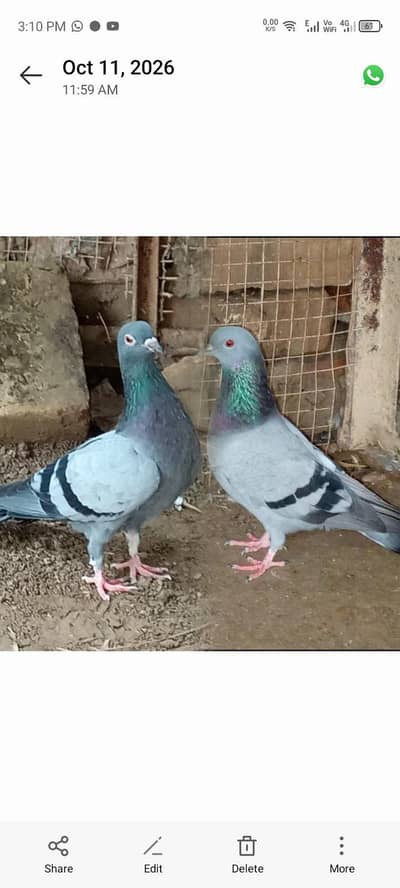 Pigeons pair full active and healthy, price is negotiable.