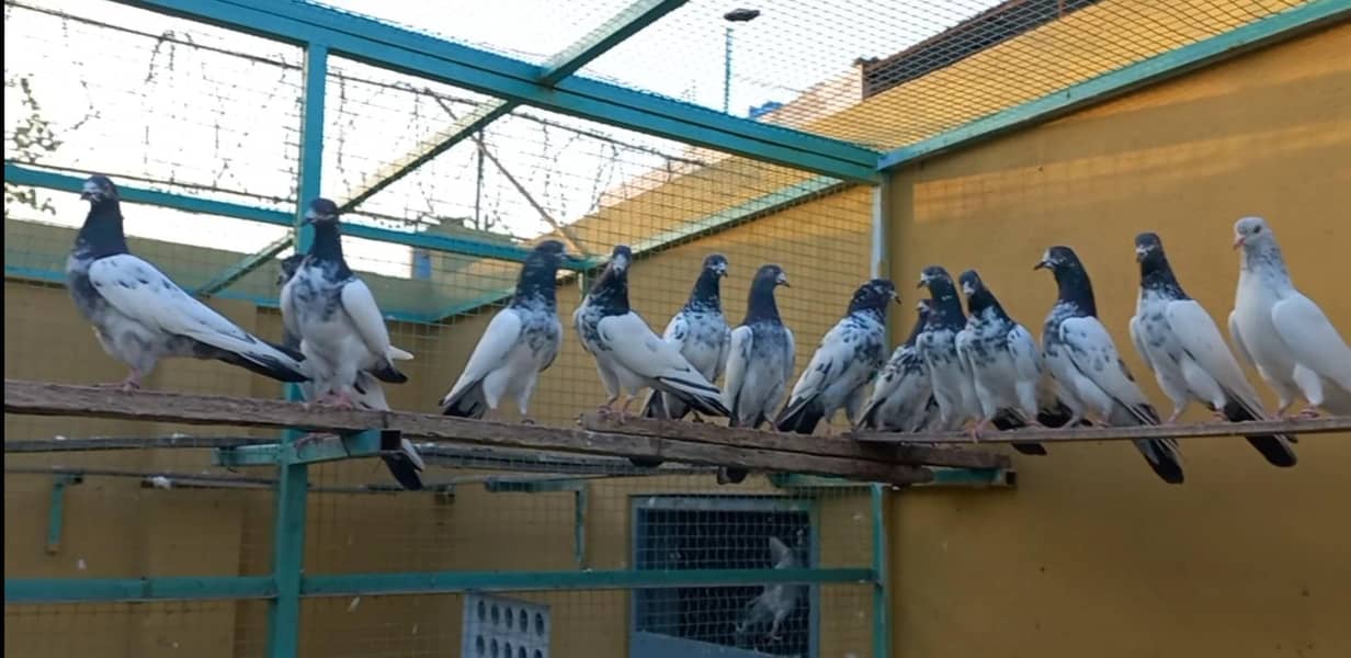 Teddy Pigeons For Sale 0