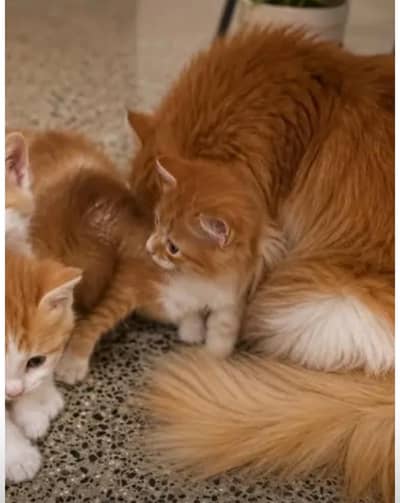 Persian kitten pair